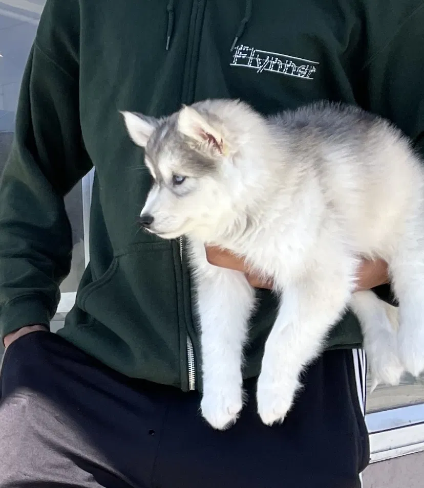 Lost dog in Antioch, CA, 94509