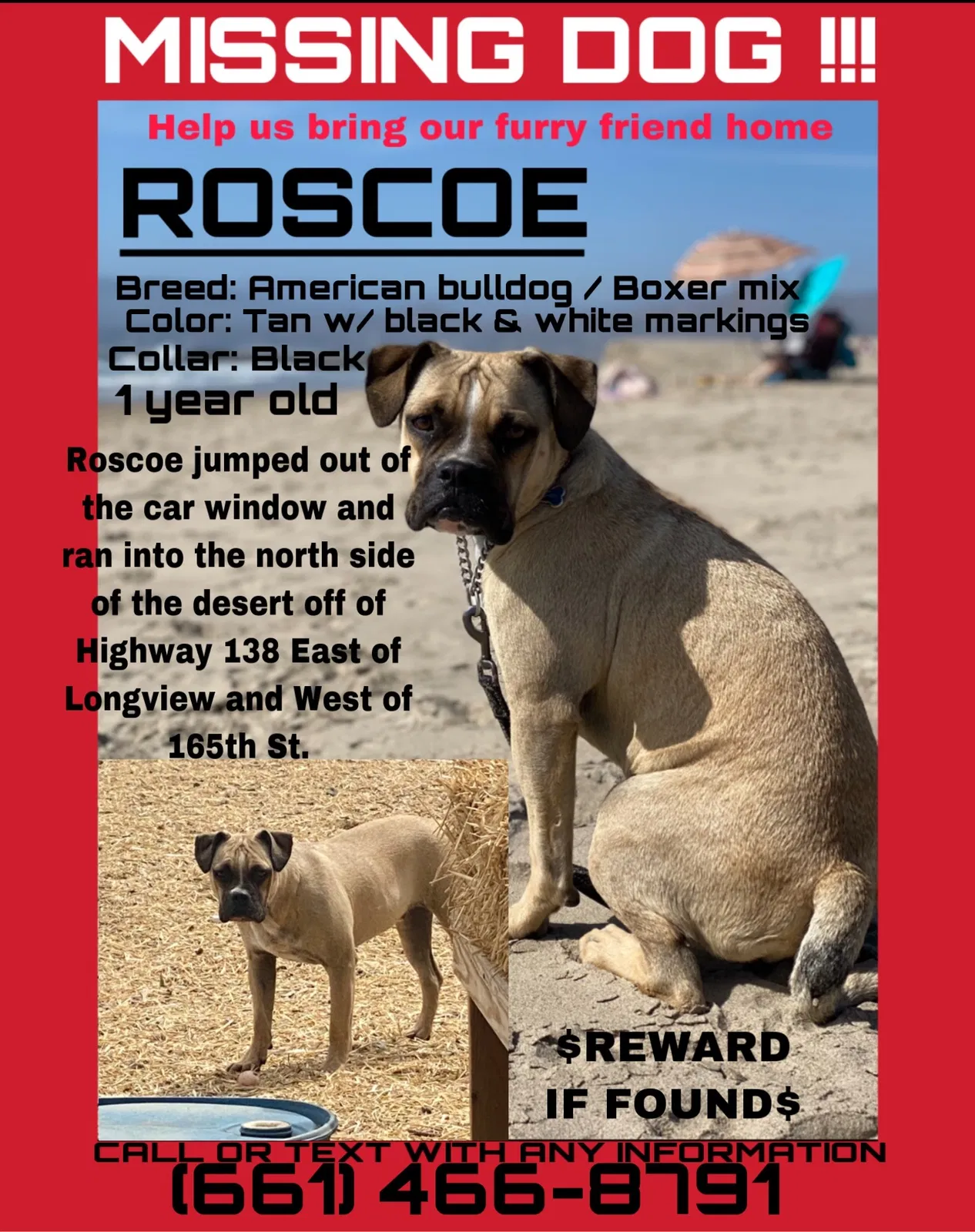 Lost dog in Pearblossom, CA, 93553