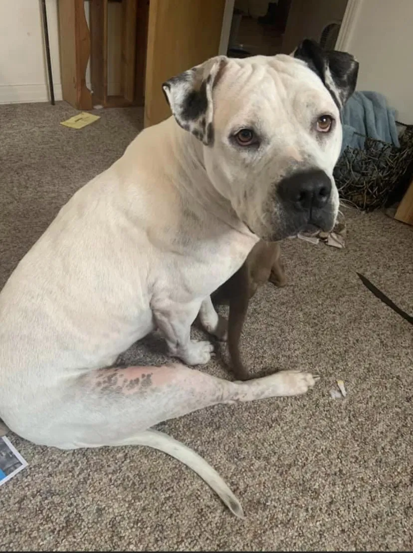 Lost dog in Rose Hill, KS, 67133