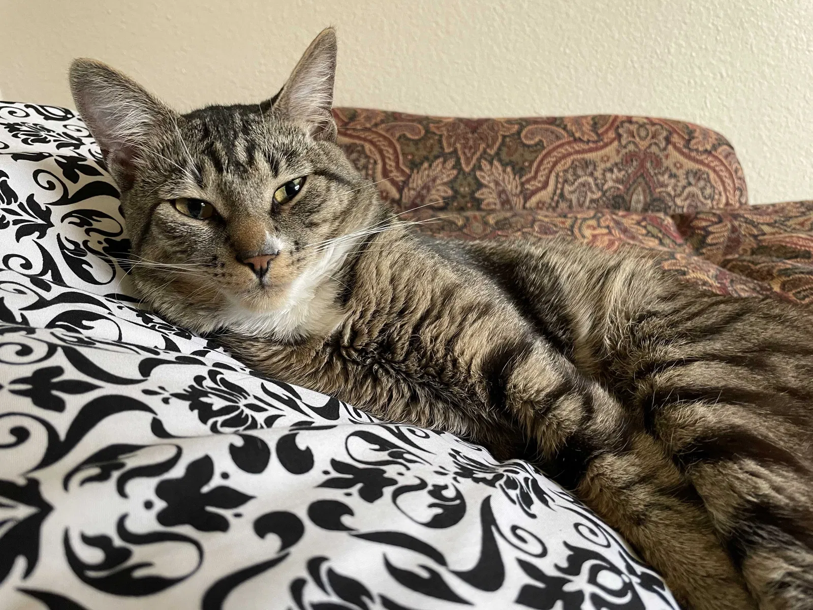 Lost cat in Saint Helens, OR, 97051