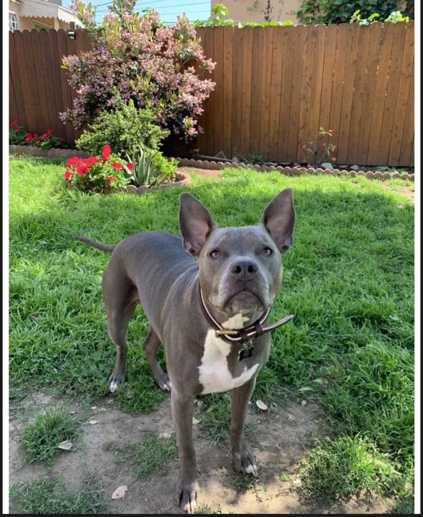 Lost dog in Los Angeles, CA, 90043