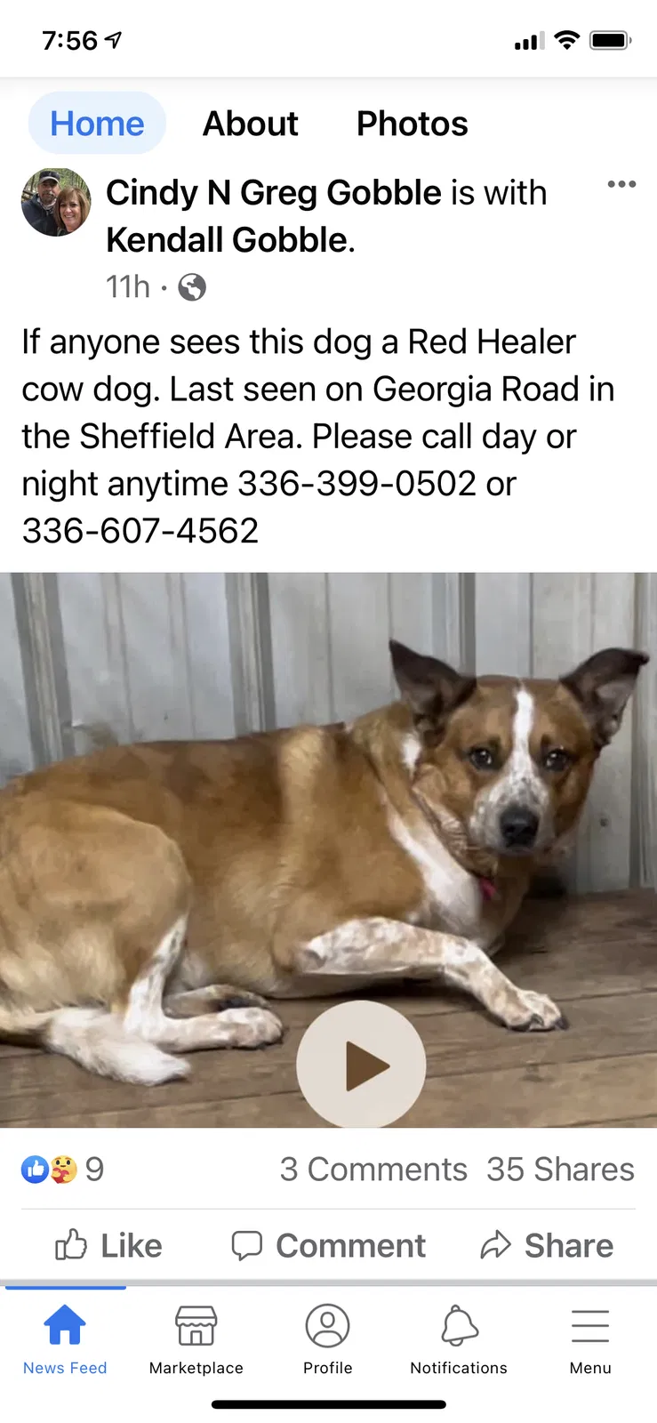 Lost dog in Mocksville, NC, 27028