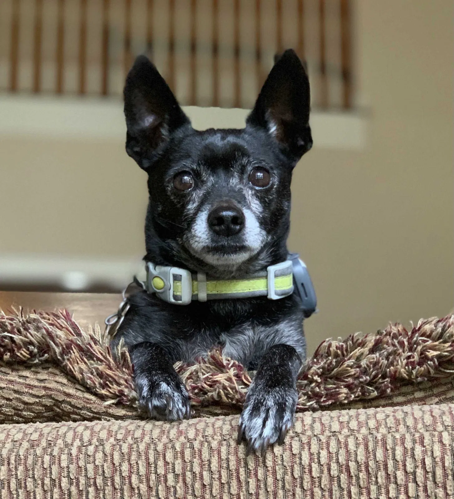 Lost dog in San Antonio, TX, 78248