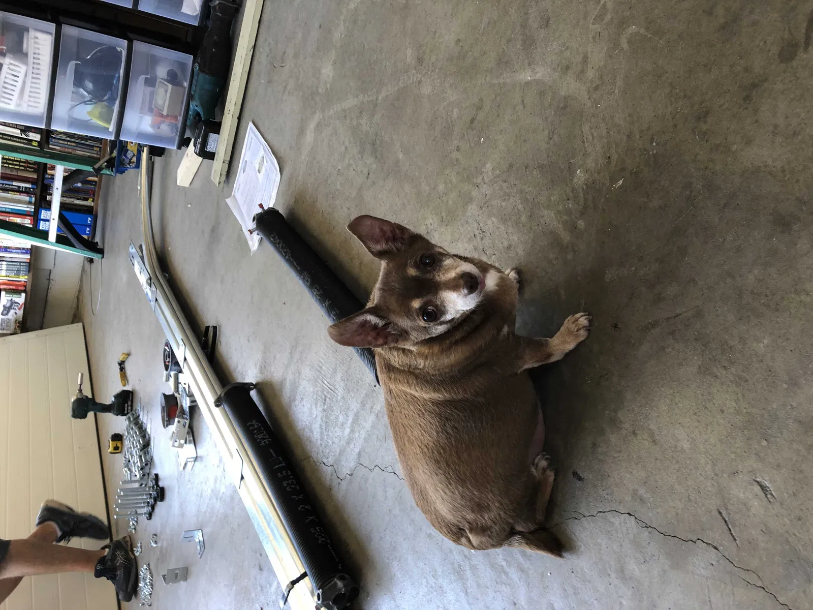 Lost dog in San Diego, CA, 92114
