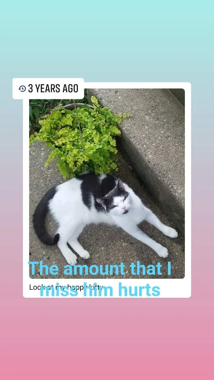 Lost cat in Cincinnati, OH, 45215
