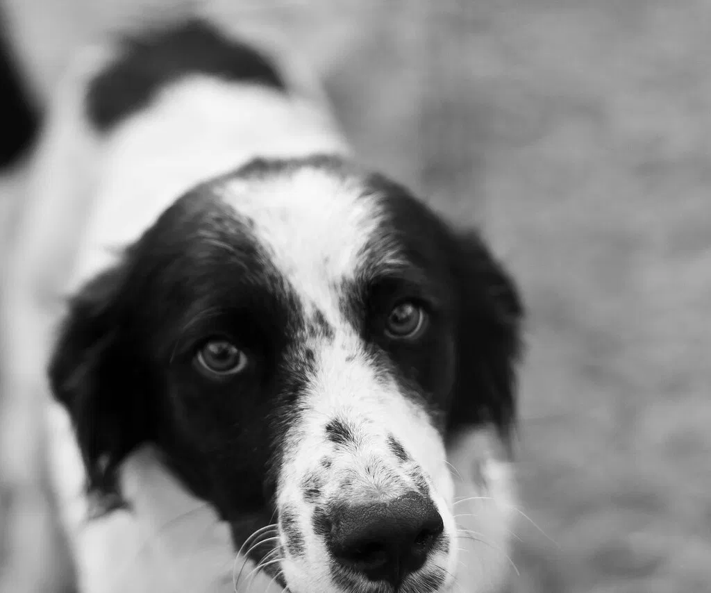 Found dog in Somerville, TN, 38068