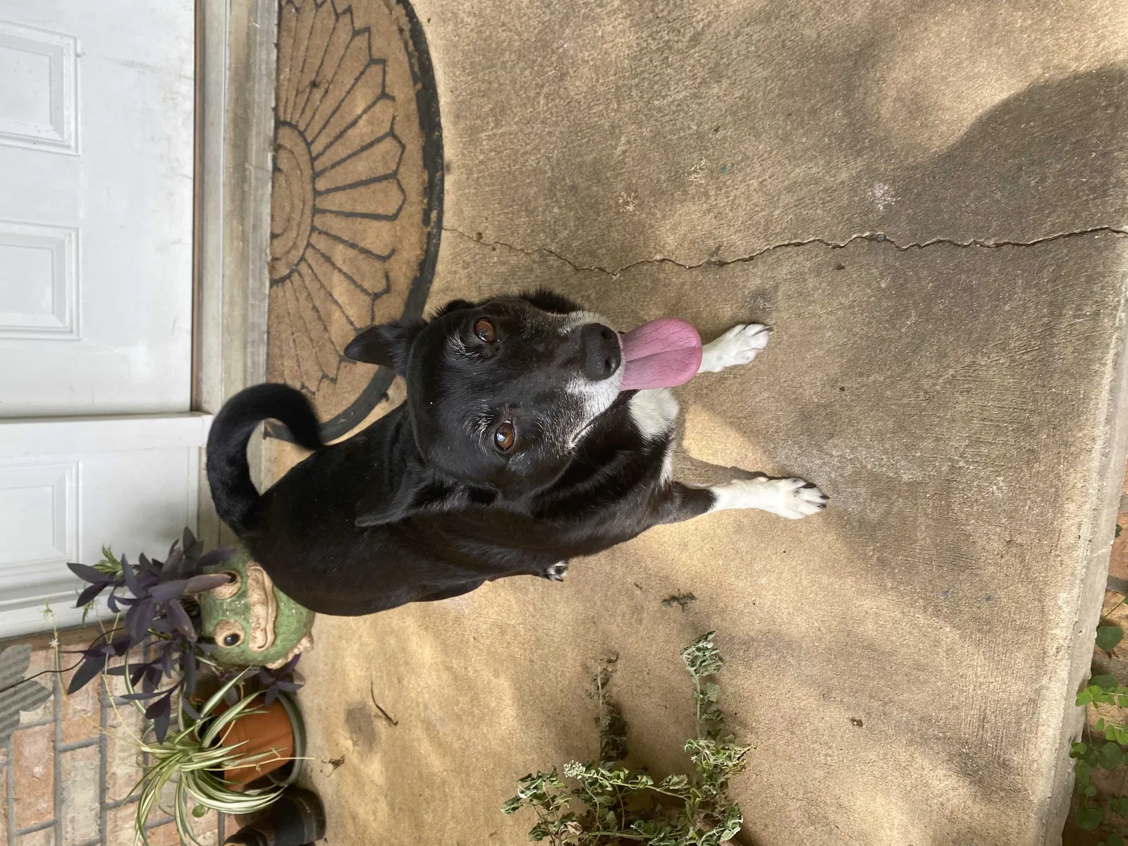 Lost dog in Mobile, AL, 36695