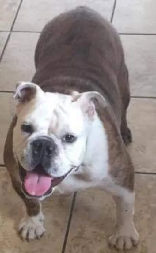 Lost dog in El Paso, TX, 79930