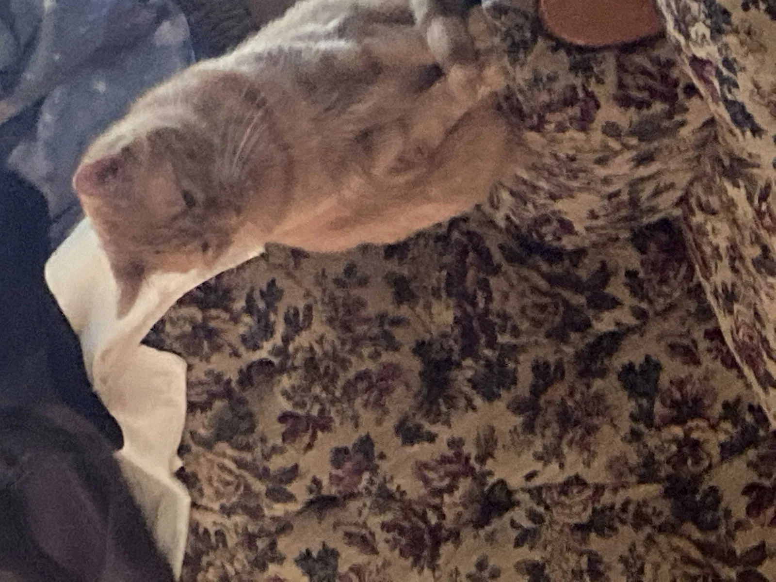 Lost cat in Rivesville, WV, 26588