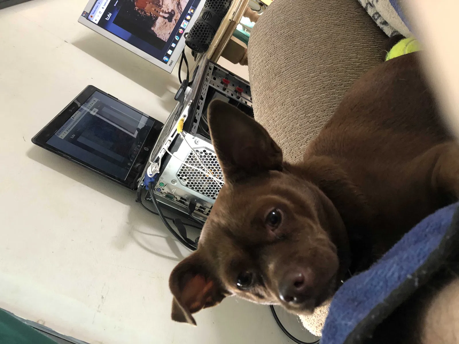 Lost dog in Lubbock, TX, 79424