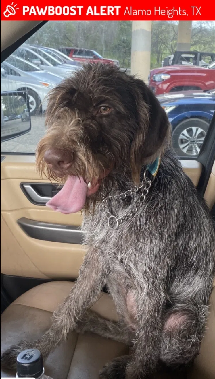 Lost dog in San Antonio, TX, 78209