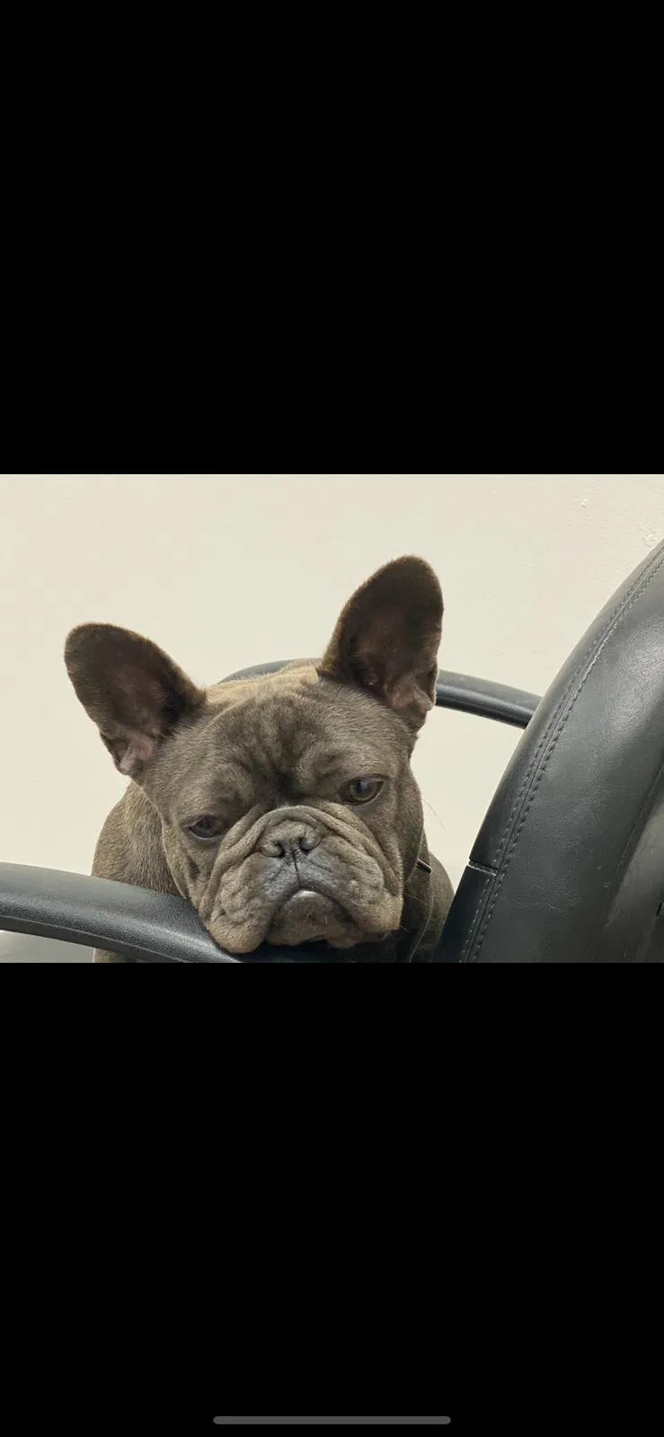 Lost dog in Paramount, CA, 90723