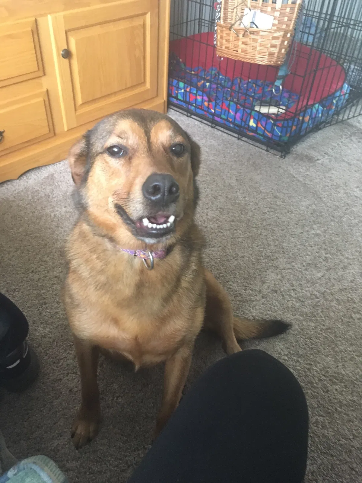 Lost dog in West Grove, PA, 19390