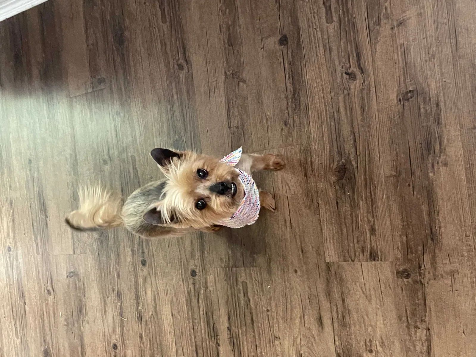 Lost dog in Katy, TX, 77449