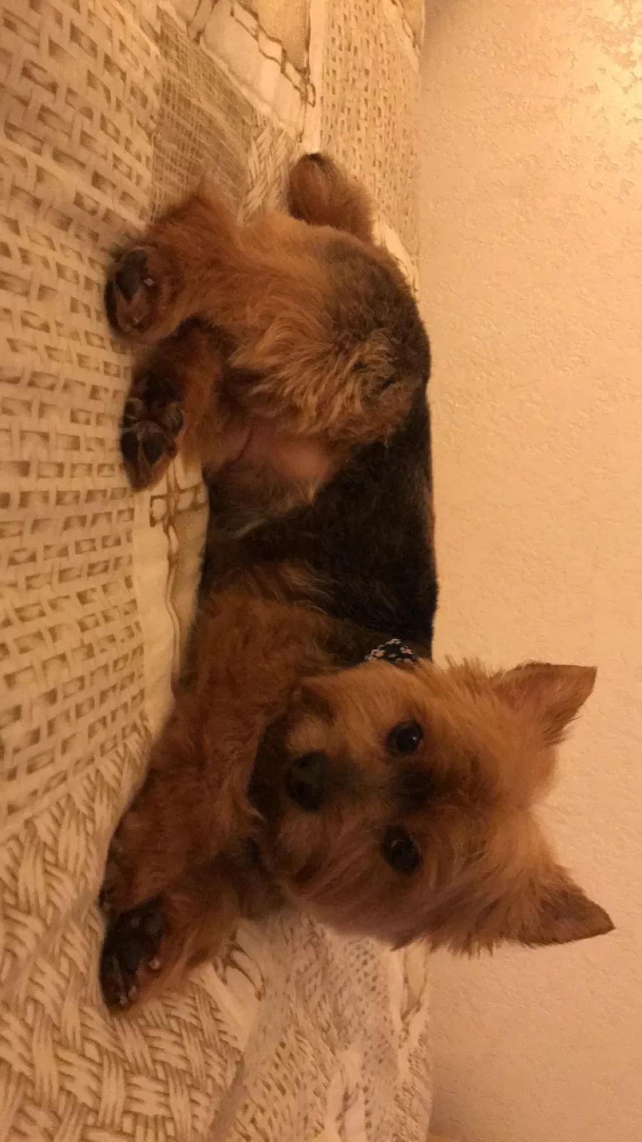 Lost dog in Orange, CA, 92867
