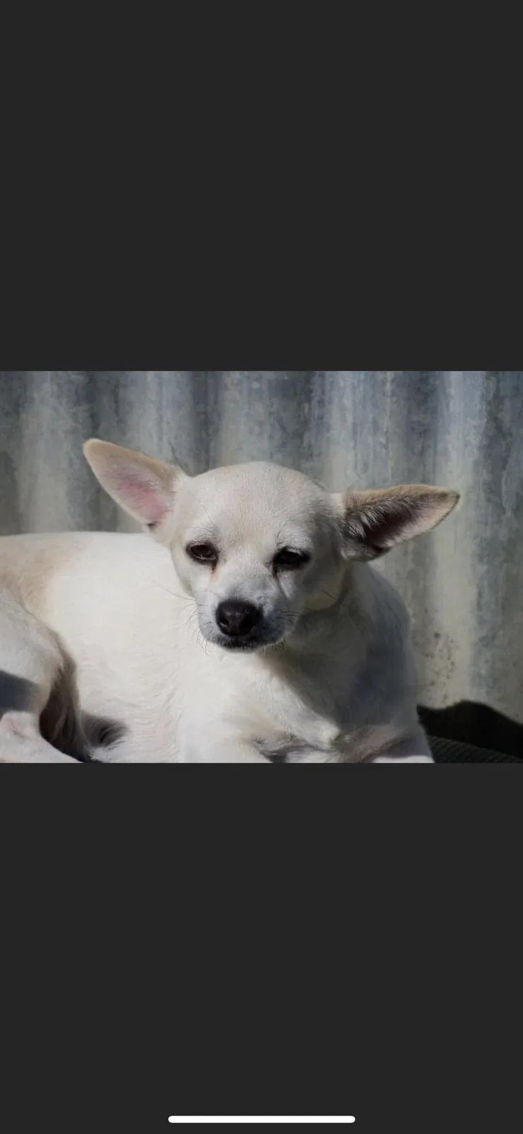 Lost dog in Fort Worth, TX, 76135