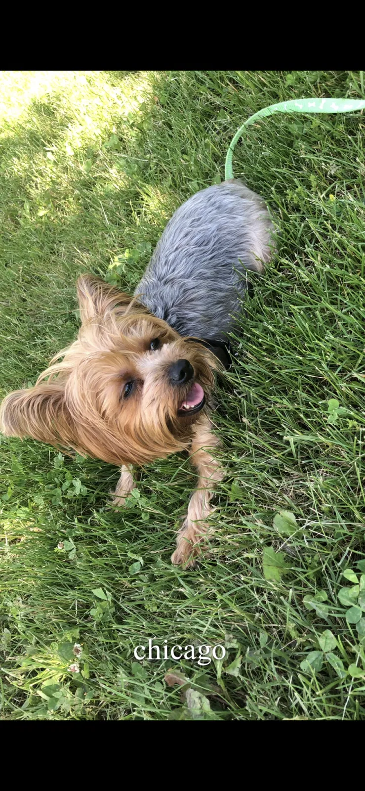 Lost dog in Chicago, IL, 60624