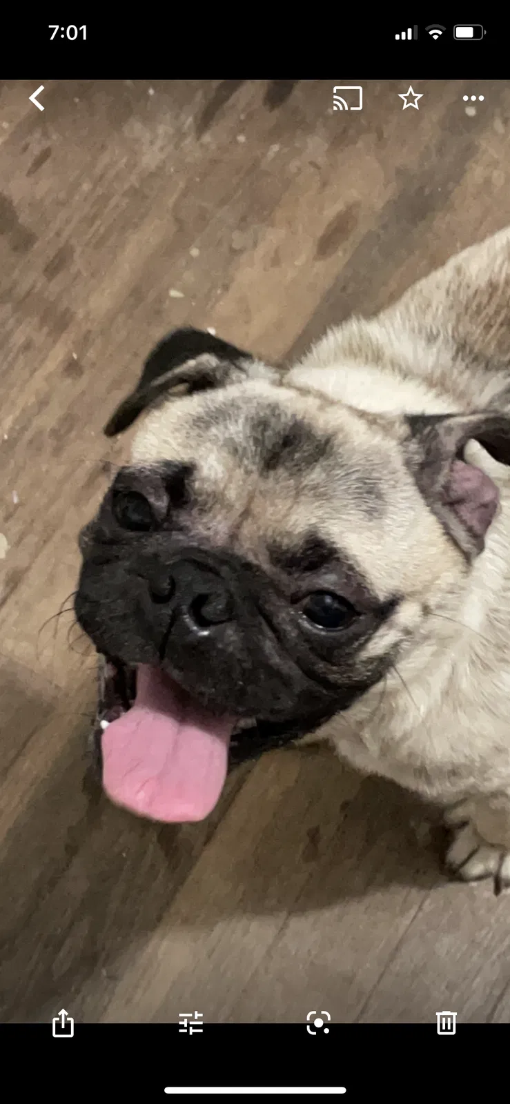 Lost dog in Houston, TX, 77029
