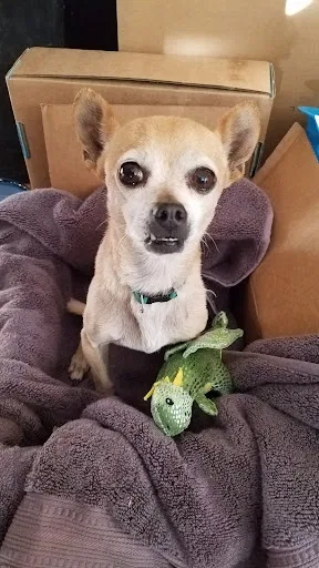 Found dog in Pleasant Grove, UT, 84062