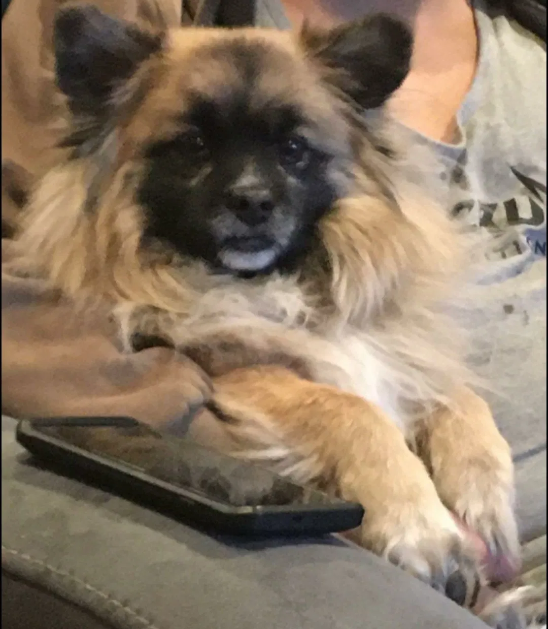 Lost dog in Sun Valley, CA, 91352