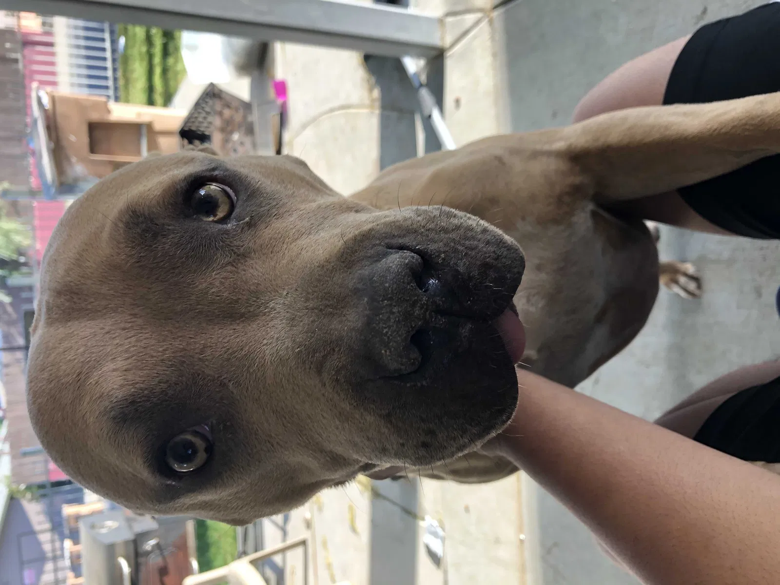 Lost dog in Bakersfield, CA, 93308