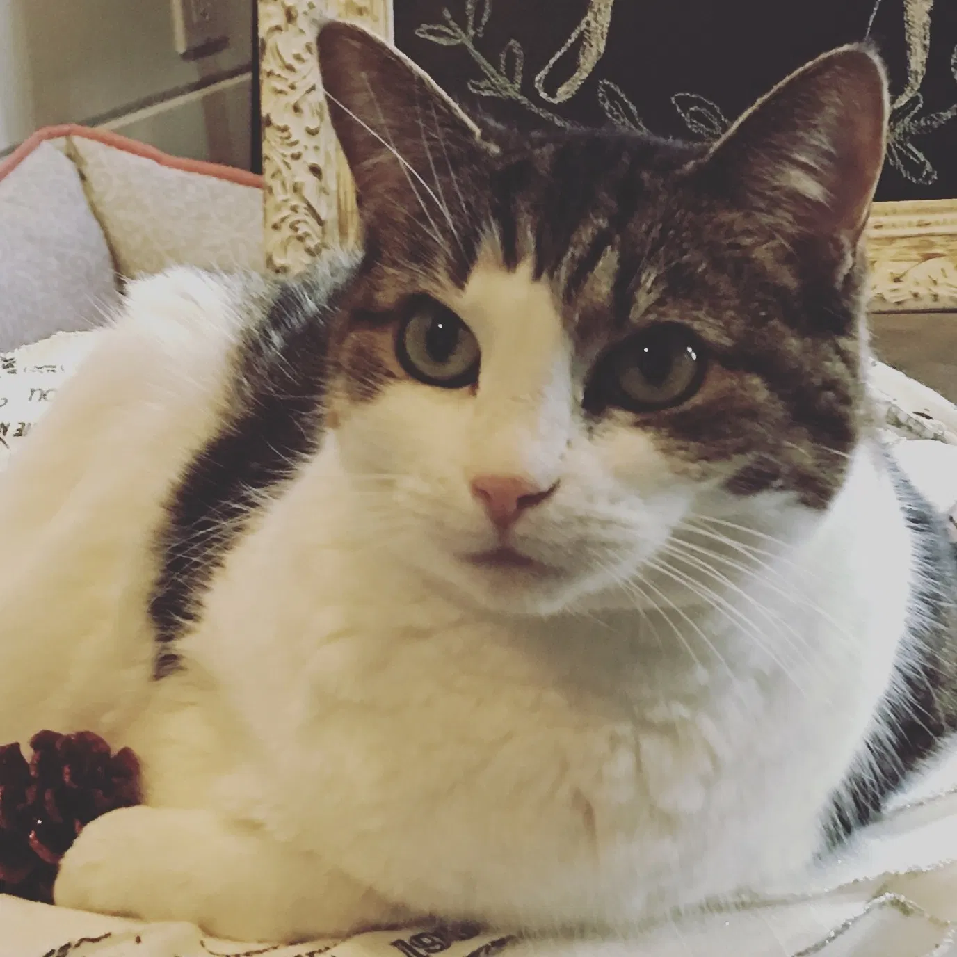 Lost cat in Vista, CA, 92084