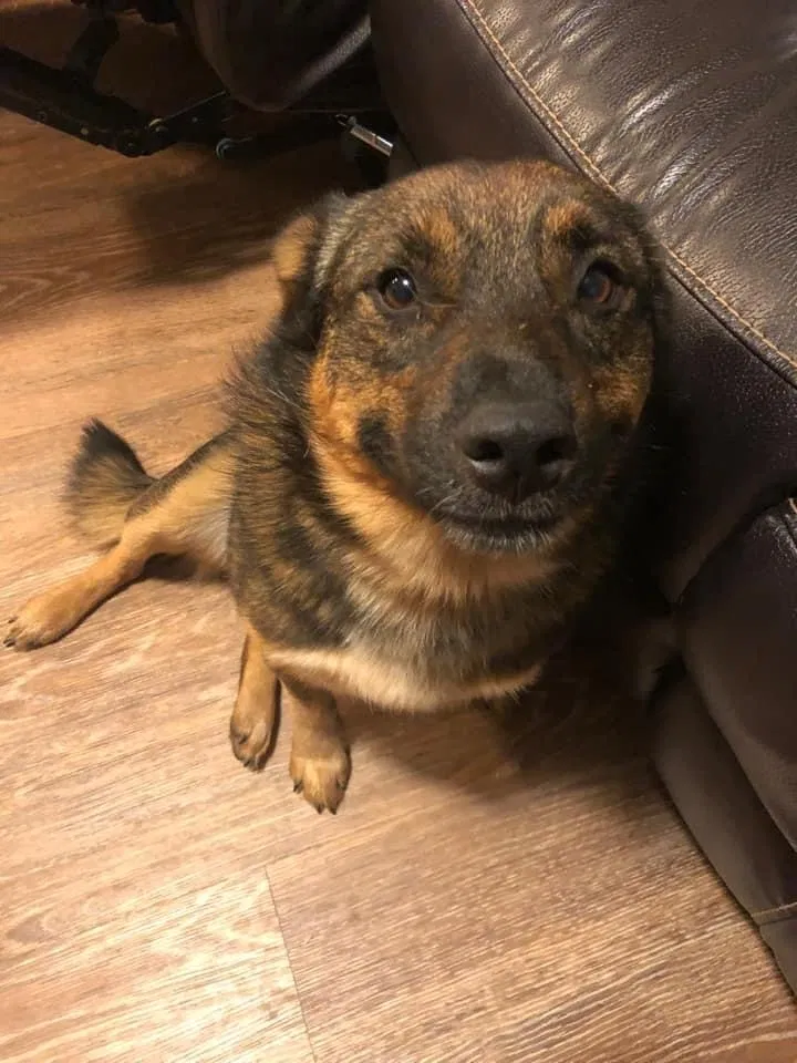 Lost dog in Wichita, KS, 67213
