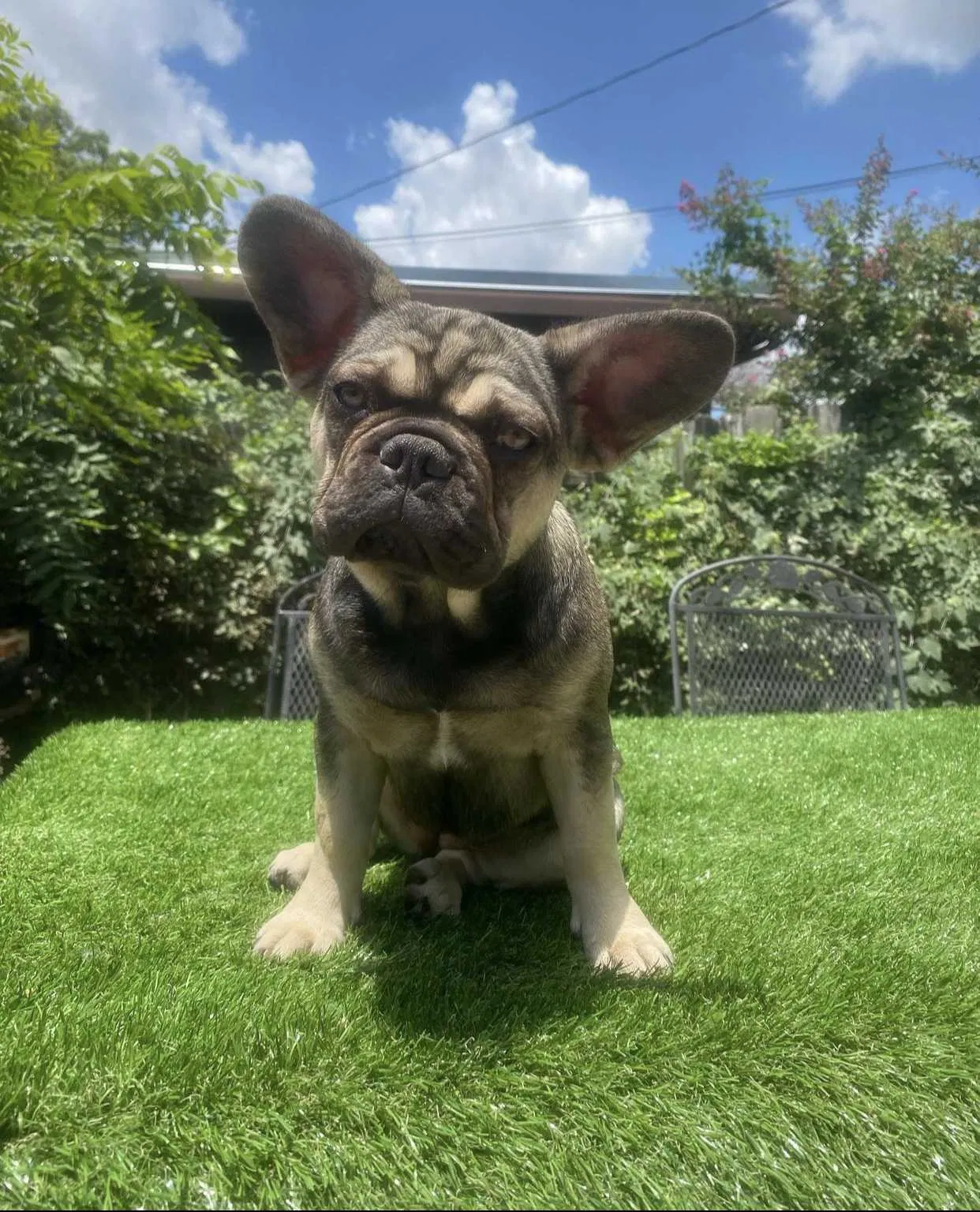 Lost dog in Haltom City, TX, 76117