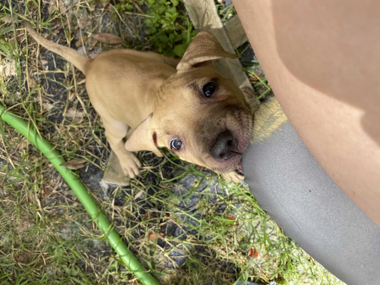 Lost dog in New Port Richey, FL, 34653