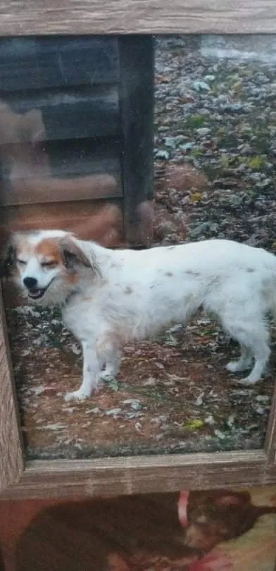 Lost dog in Maryville, TN, 37804