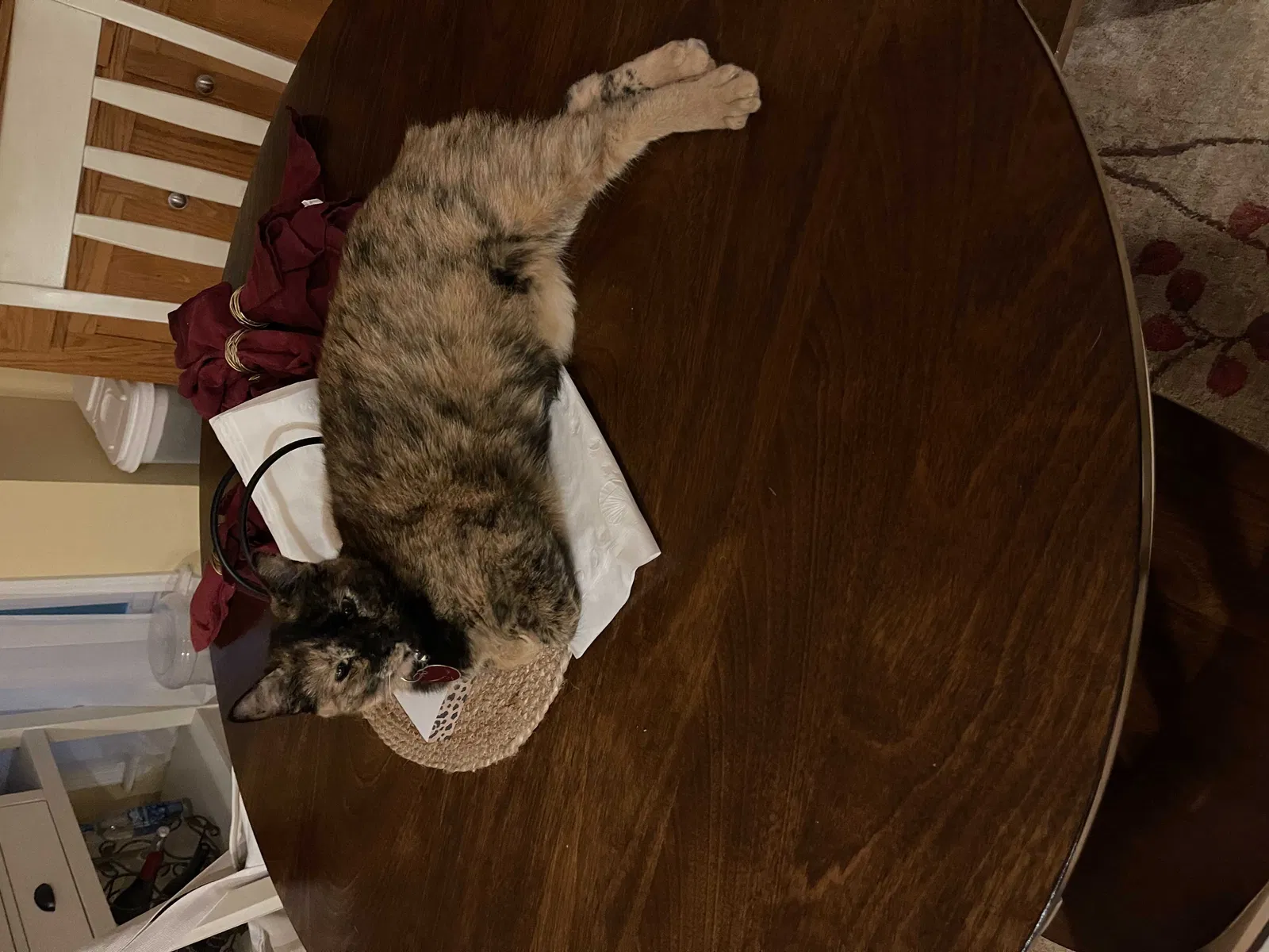 Lost cat in Tonganoxie, KS, 66086