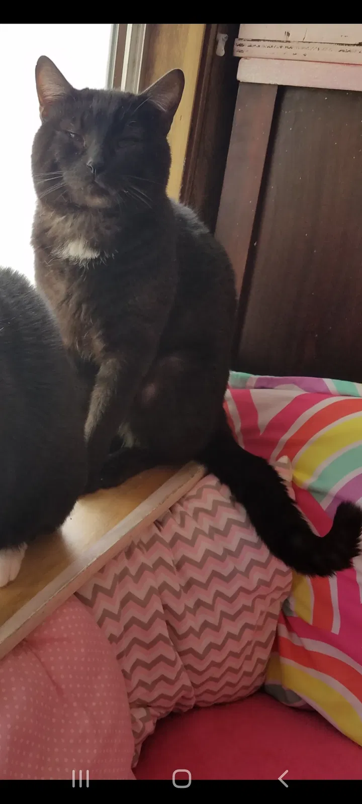 Lost cat in Emmett, ID, 83617