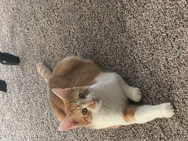 Lost cat in Portland, OR, 97222