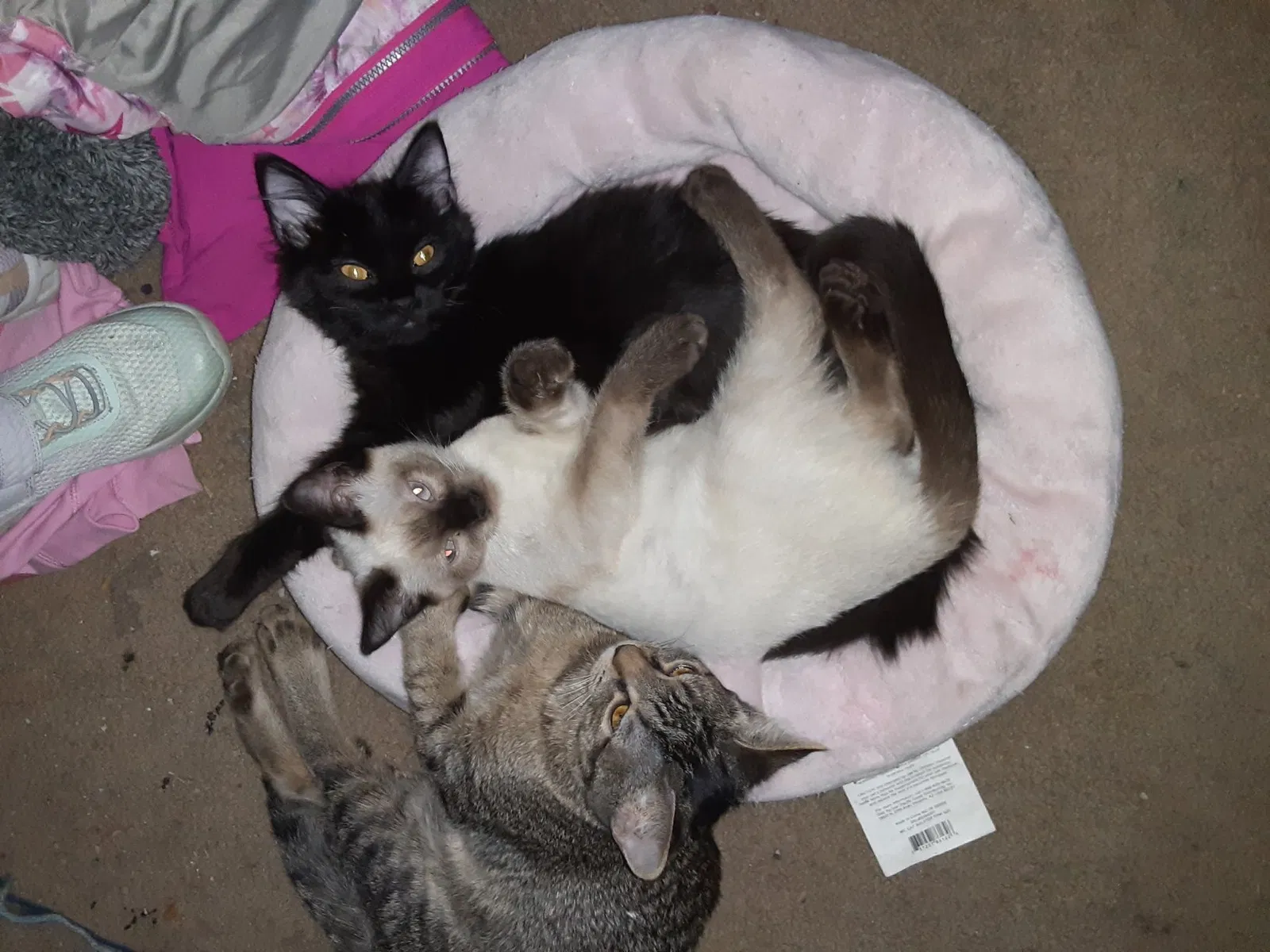 Lost cat in Garden City, ID, 83714