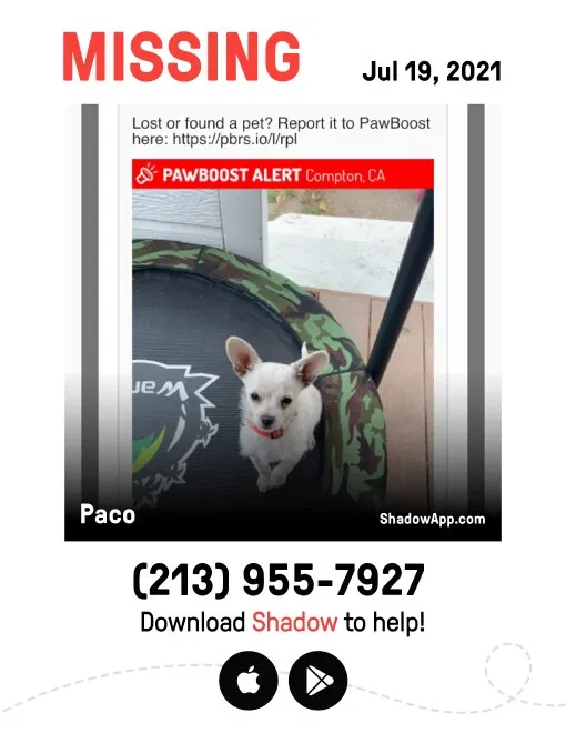 Lost dog in Compton, CA, 90221