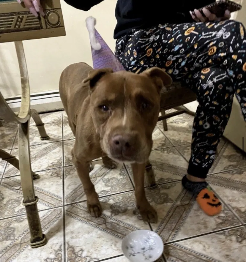 Lost dog in Hollis, NY, 11423