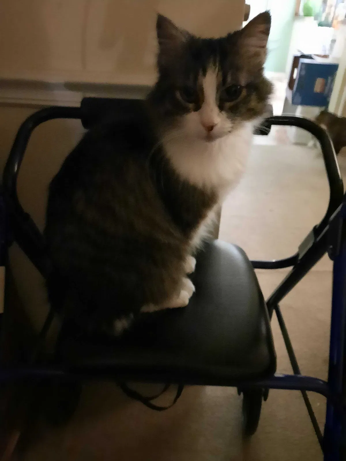 Lost cat in Unknown, UT, 84009