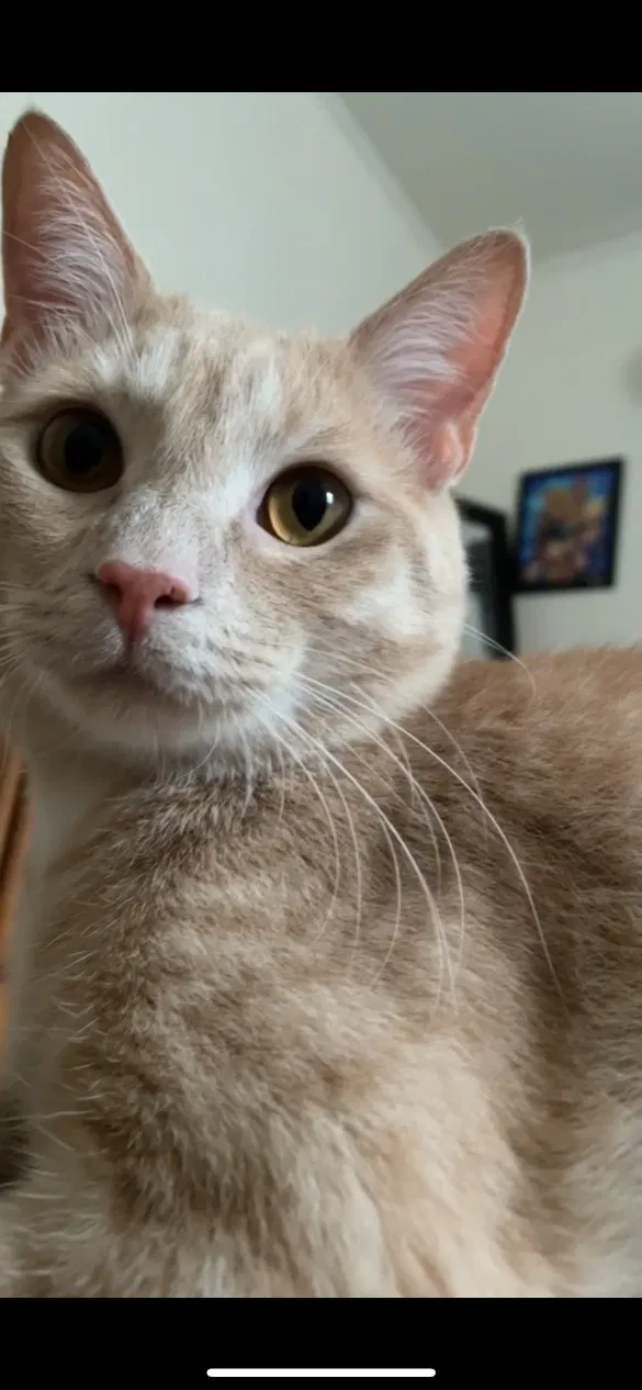 Lost cat in Fredericksburg, VA, 22405