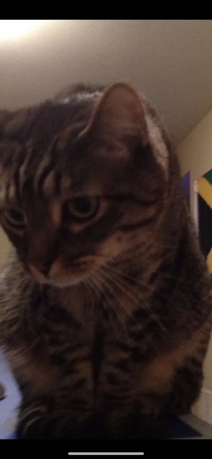 Lost cat in Golden, CO, 80401