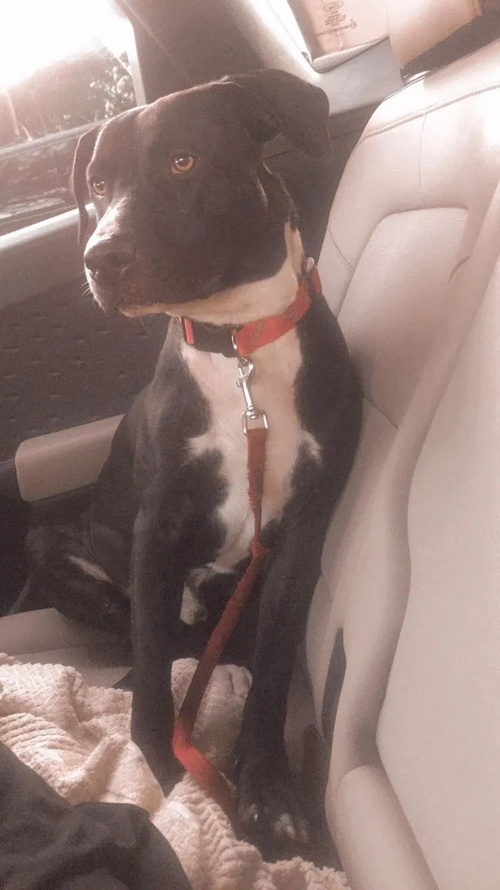 Lost dog in Riverview, FL, 33578