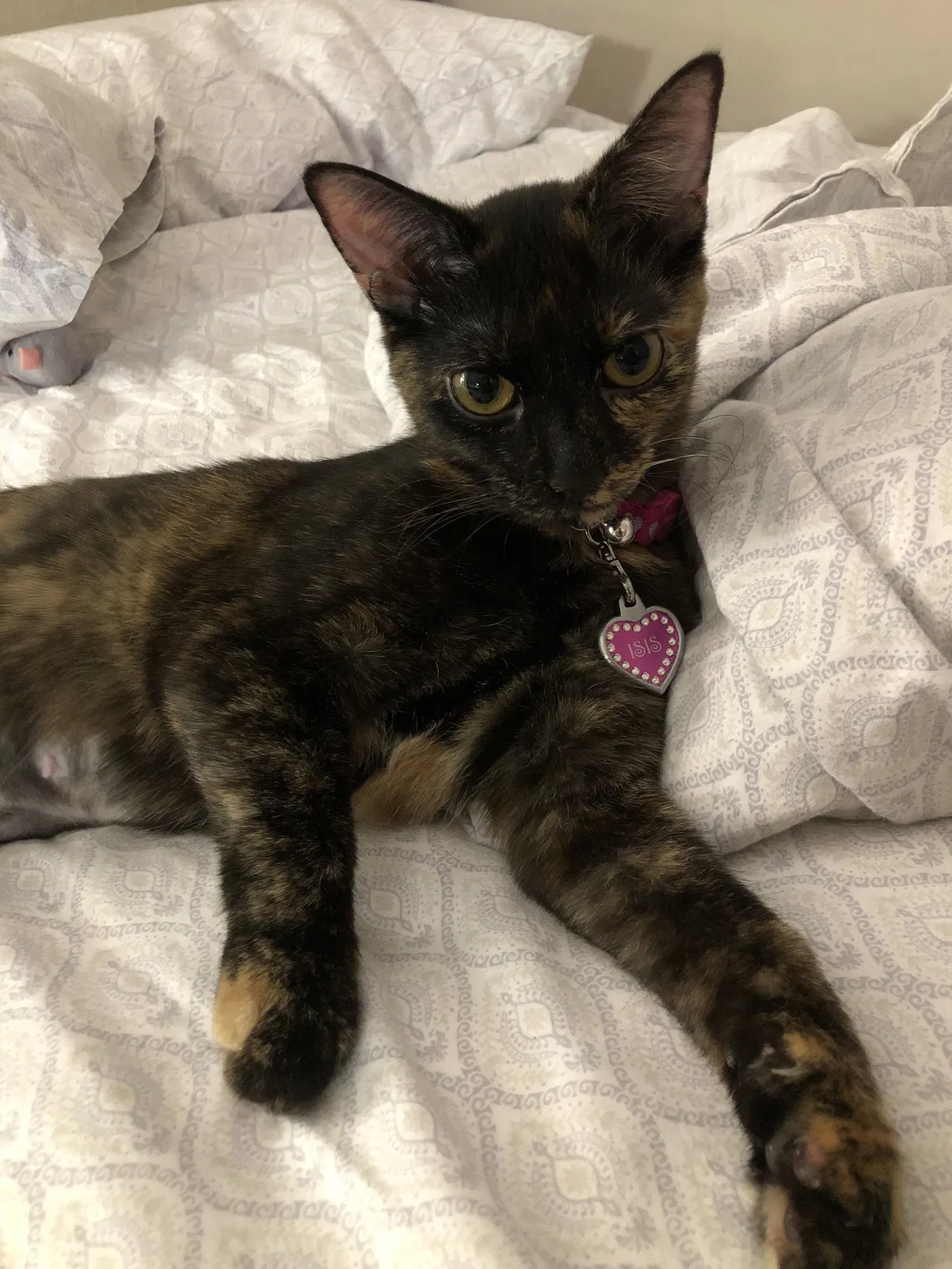 Lost cat in Chula Vista, CA, 91911