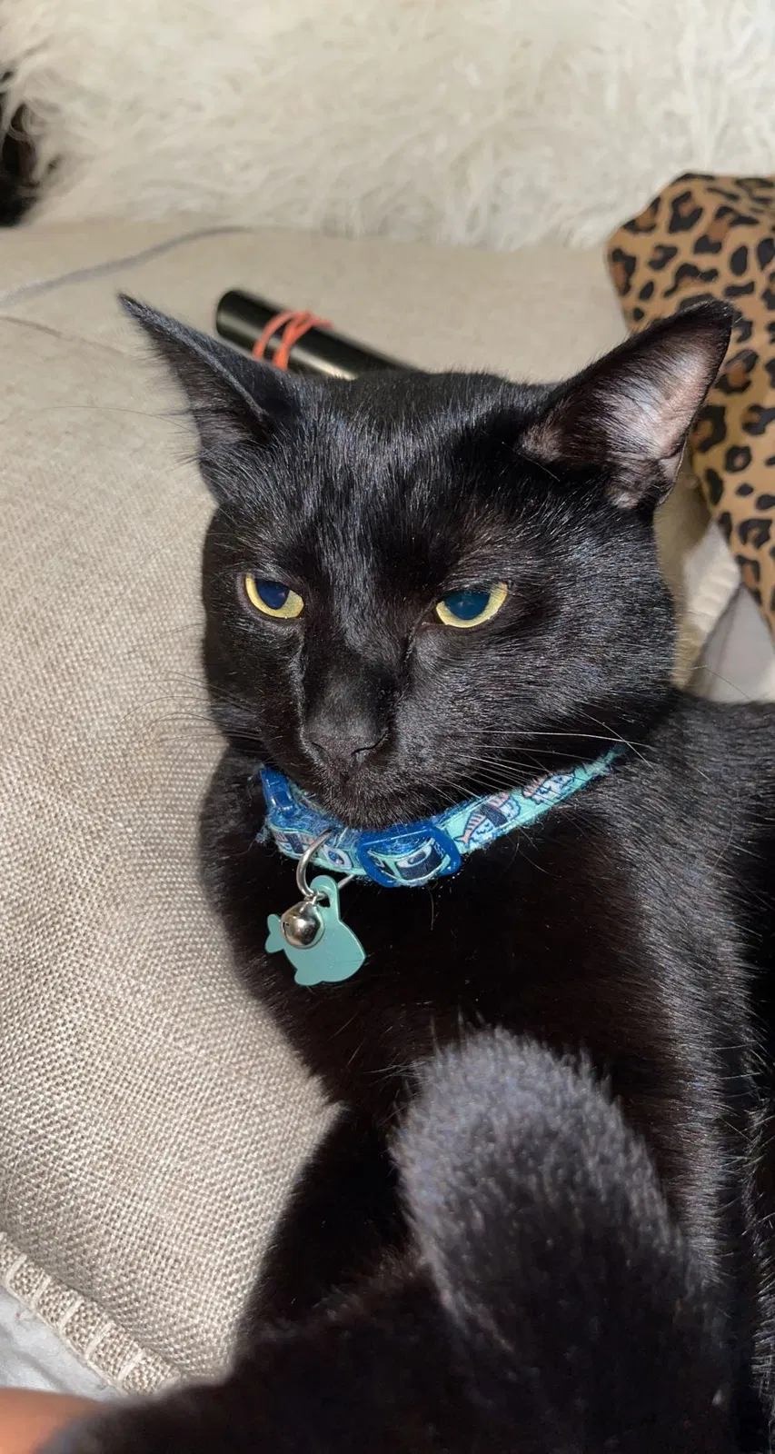 Lost cat in Montgomery, TX, 77316