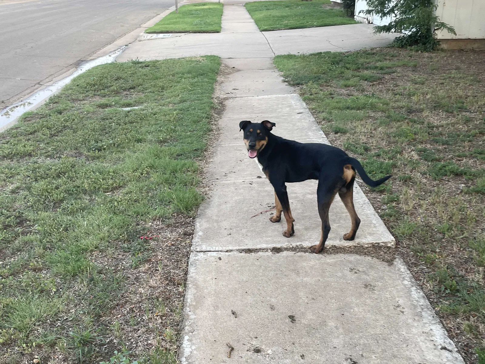 Found dog in Lubbock, TX, 79423