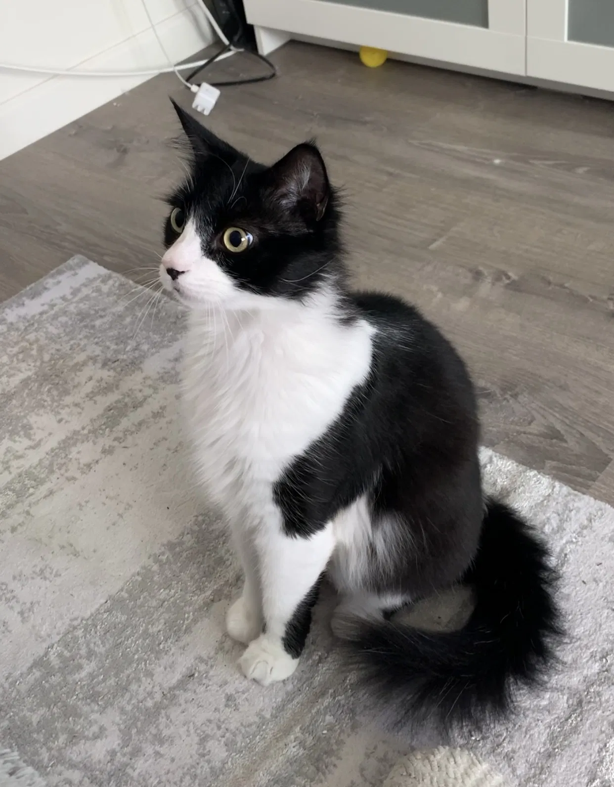 Lost cat in San Diego, CA, 92116