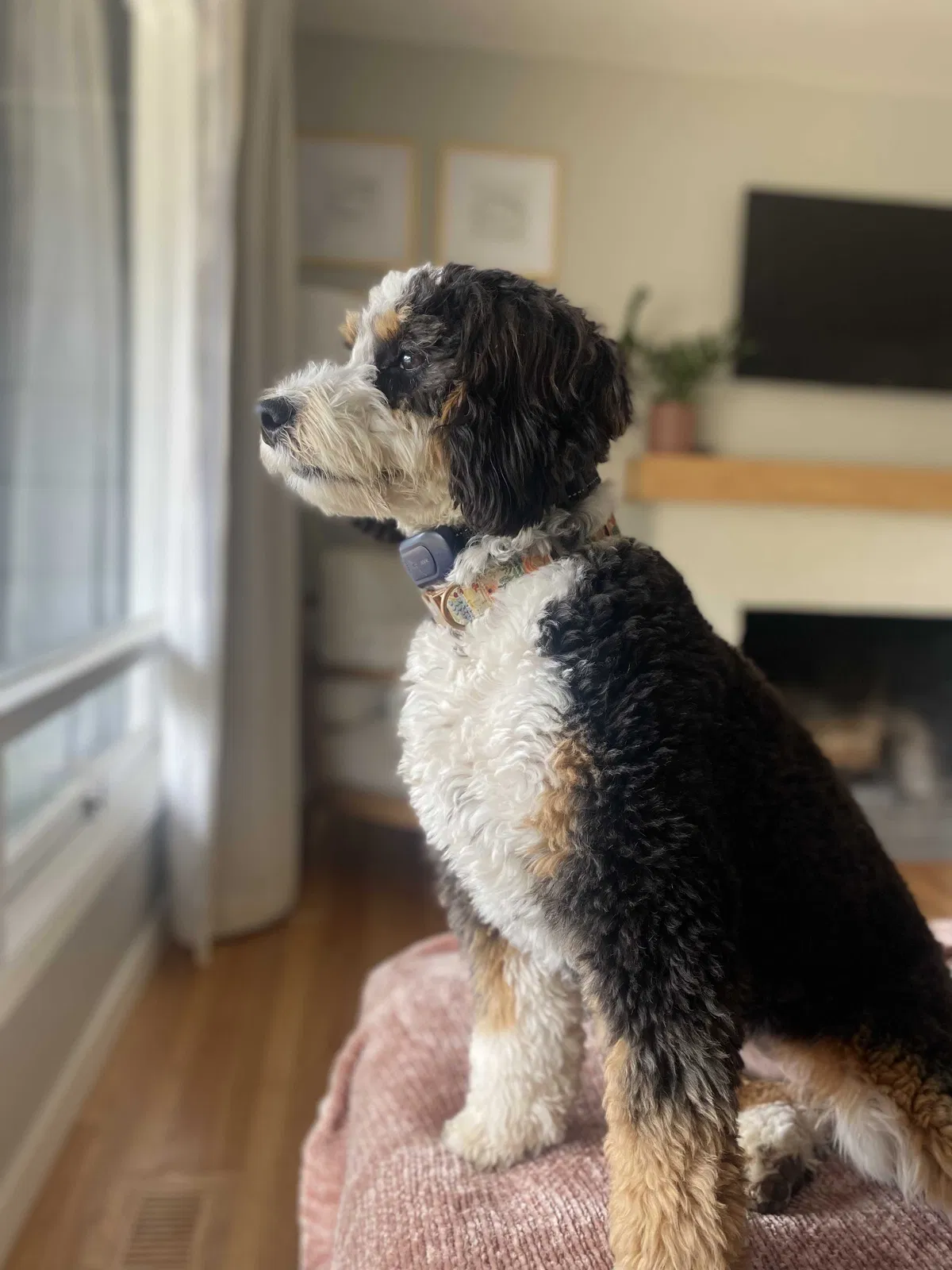Lost dog in Portland, OR, 97219