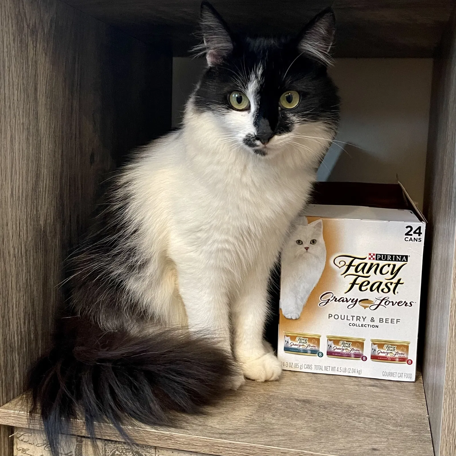 Lost cat in Lindenhurst, NY, 11757