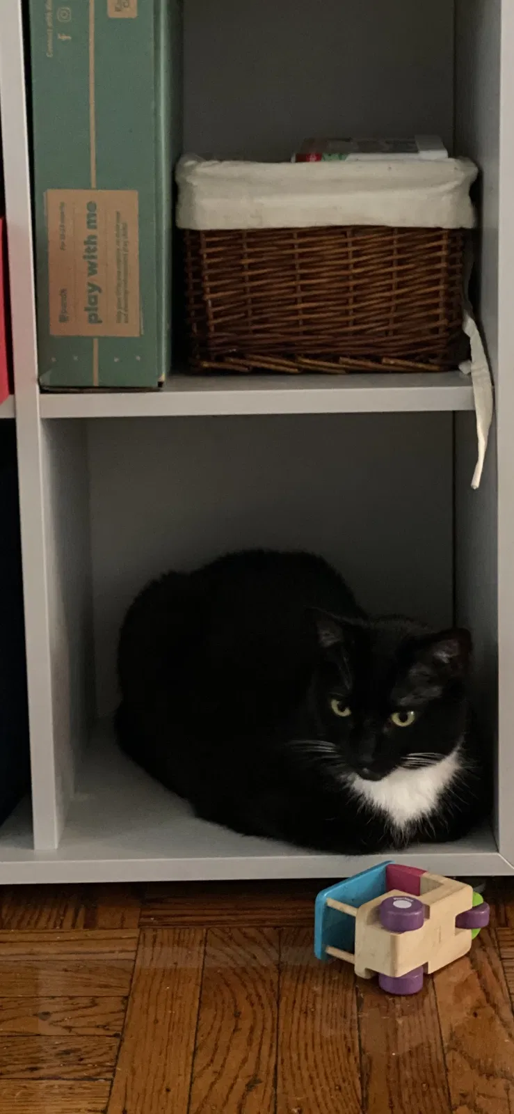 Lost cat in Brooklyn, NY, 11215