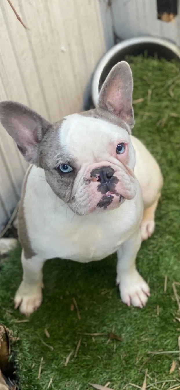 Lost dog in Miami, FL, 33134