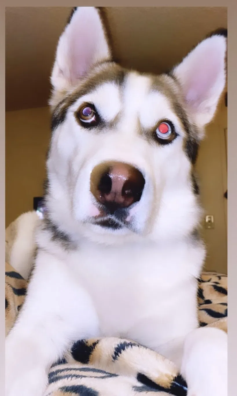Lost dog in Anaheim, CA, 92801