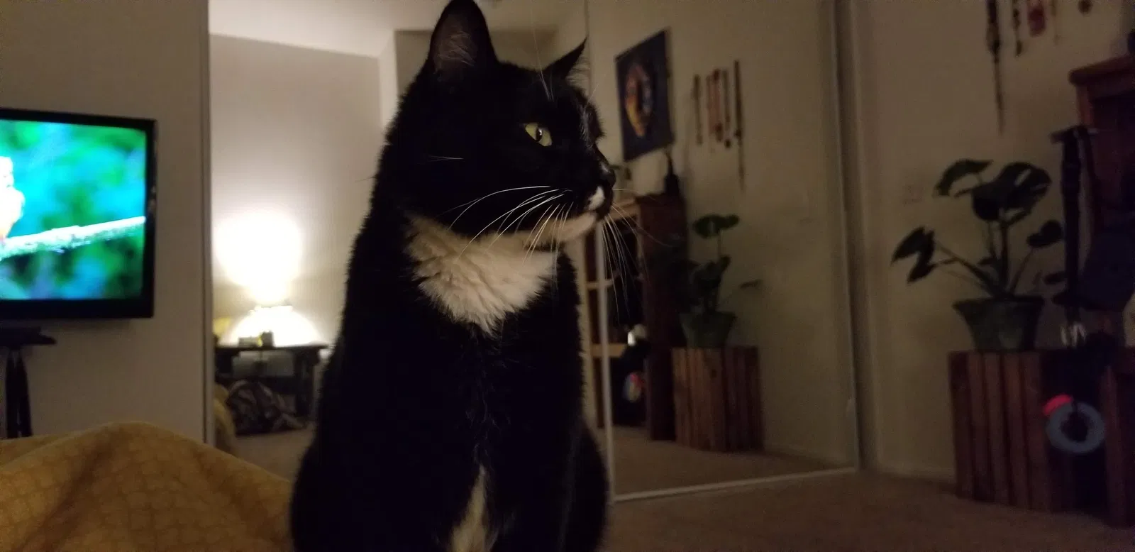 Lost cat in Aliso Viejo, CA, 92656